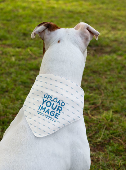 Download Pets Mockup Generator | Try 15k Mockups for Free | Placeit